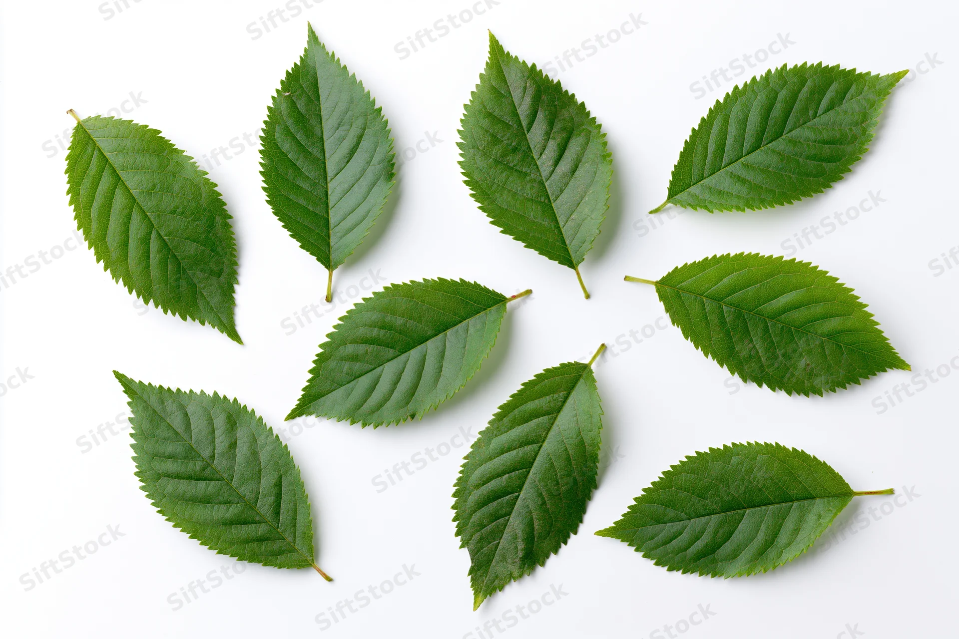 Green cherry tree leaves scattered on white surface in flat lay arrangement
