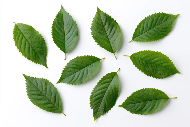 Green cherry tree leaves scattered on white surface in flat lay arrangement