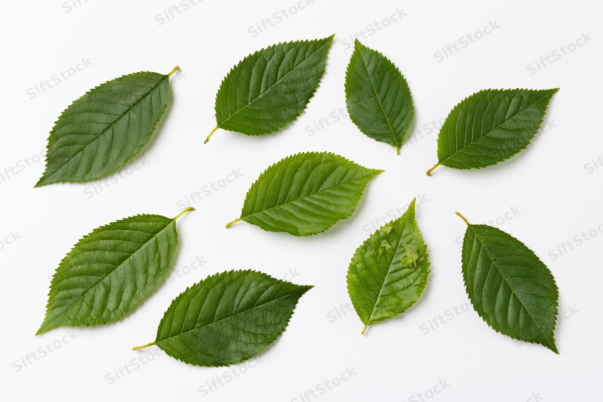 Green cherry and apple tree leaves scattered on white background