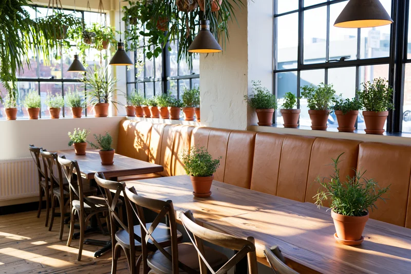 Empty cafe interior with wooden tables and cross-back chairs arranged along leather booths near large windows with potted plants and hanging greenery