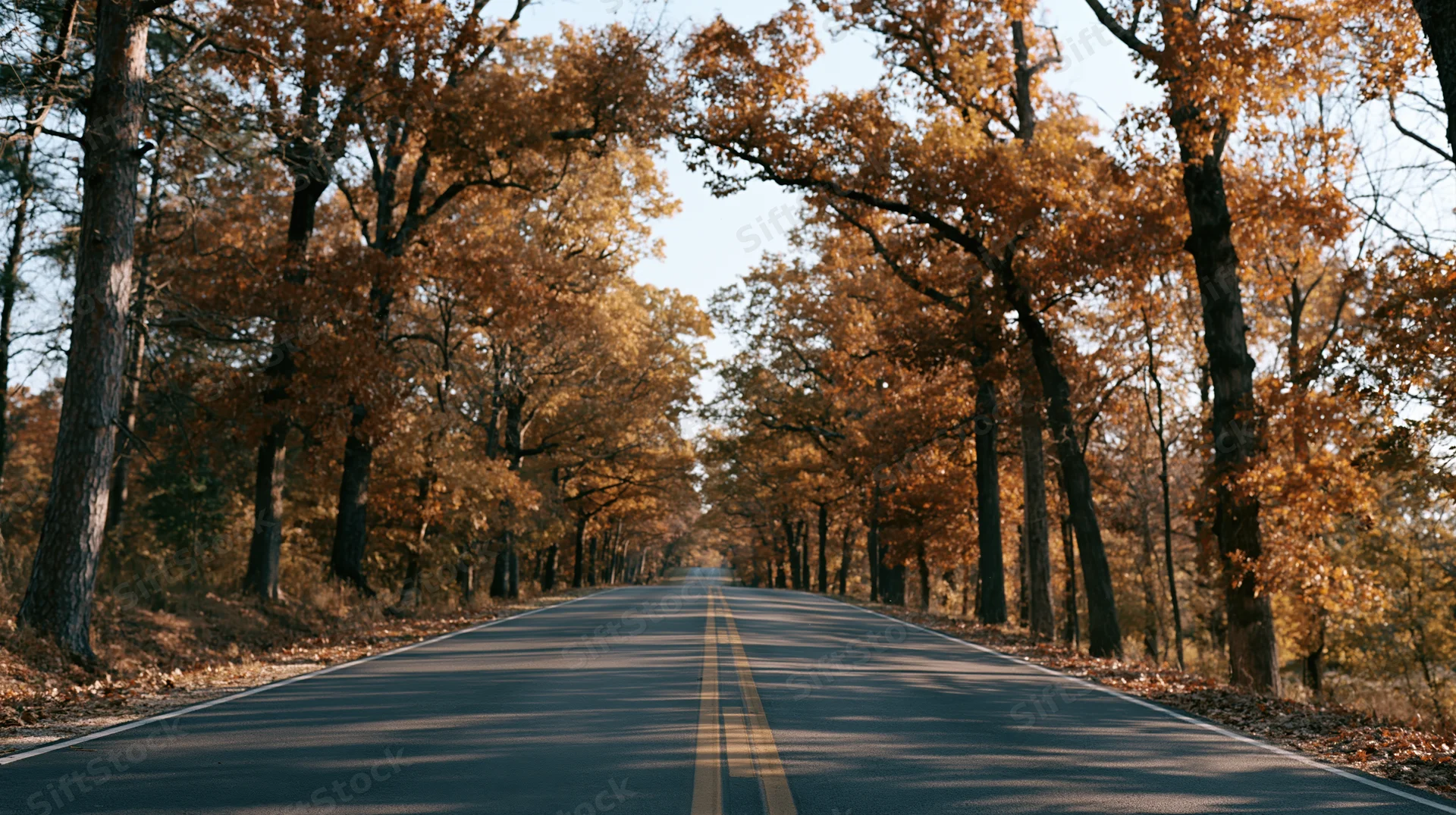 Empty two-lane asphalt road stretching into the distance lined with autumn trees forming a canopy overhead