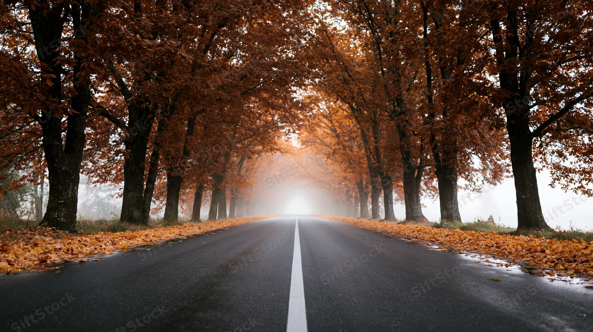 Straight asphalt road lined with autumn trees stretching into misty distance