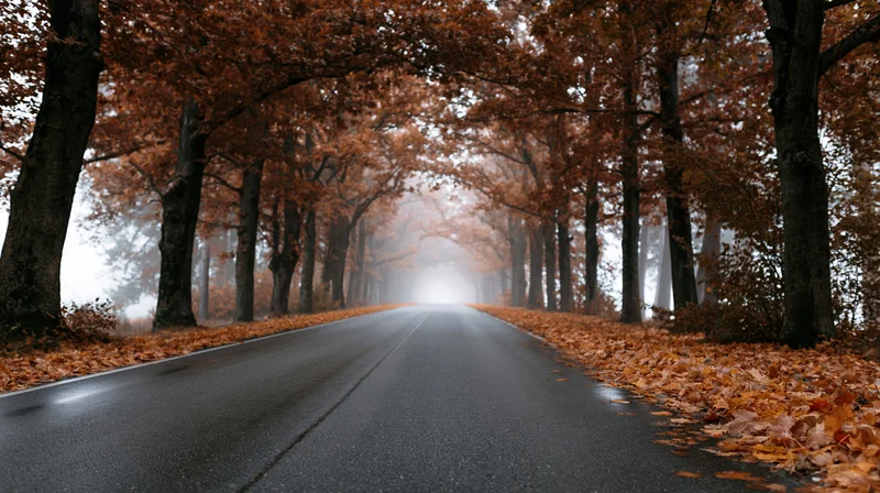 Straight asphalt road lined with autumn trees and fallen leaves under foggy sky