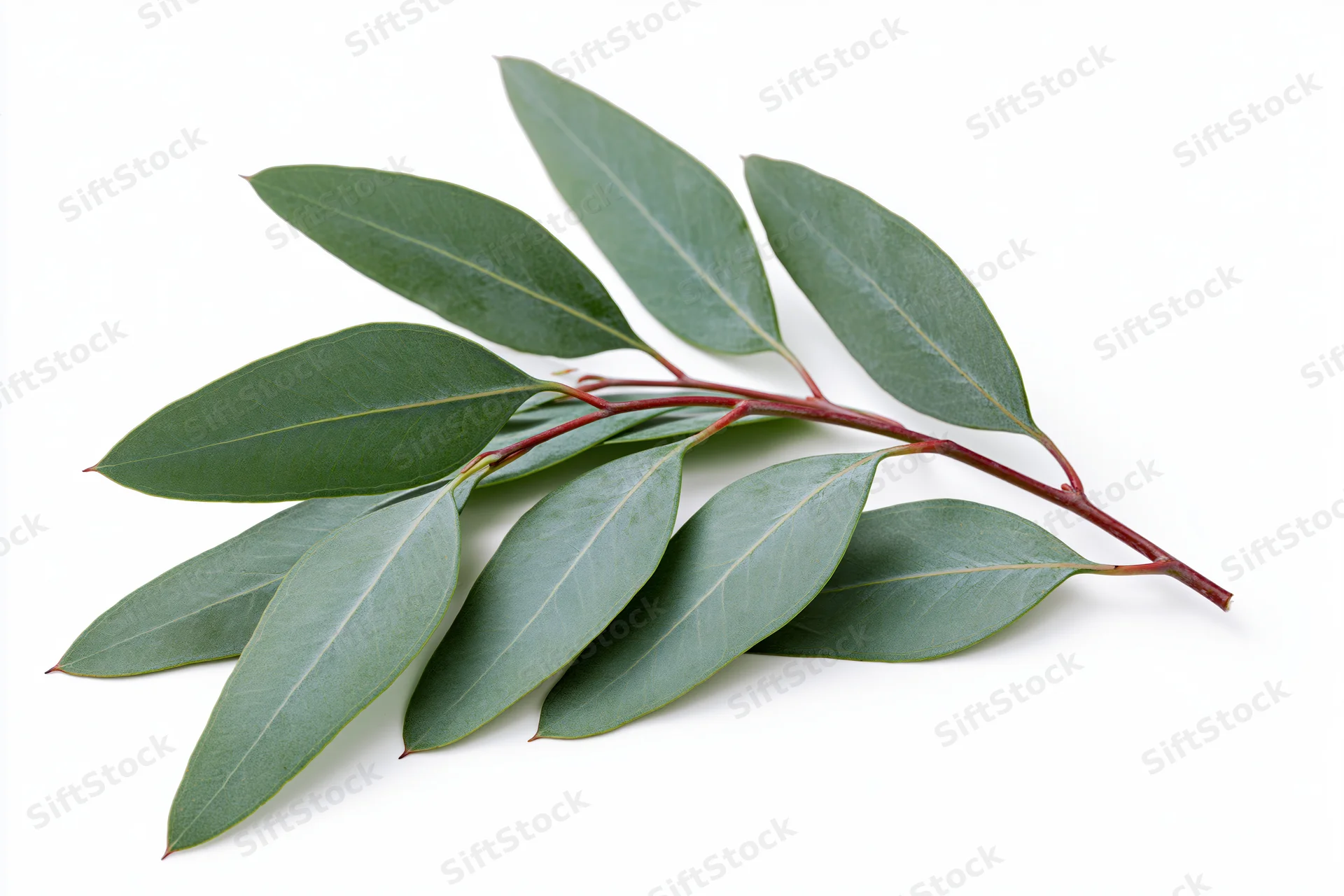 Eucalyptus branch with elongated oval leaves arranged along a red stem on white background