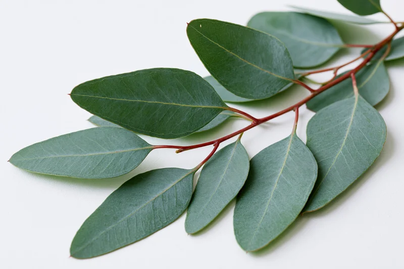 Eucalyptus branch with elongated oval leaves arranged on white background