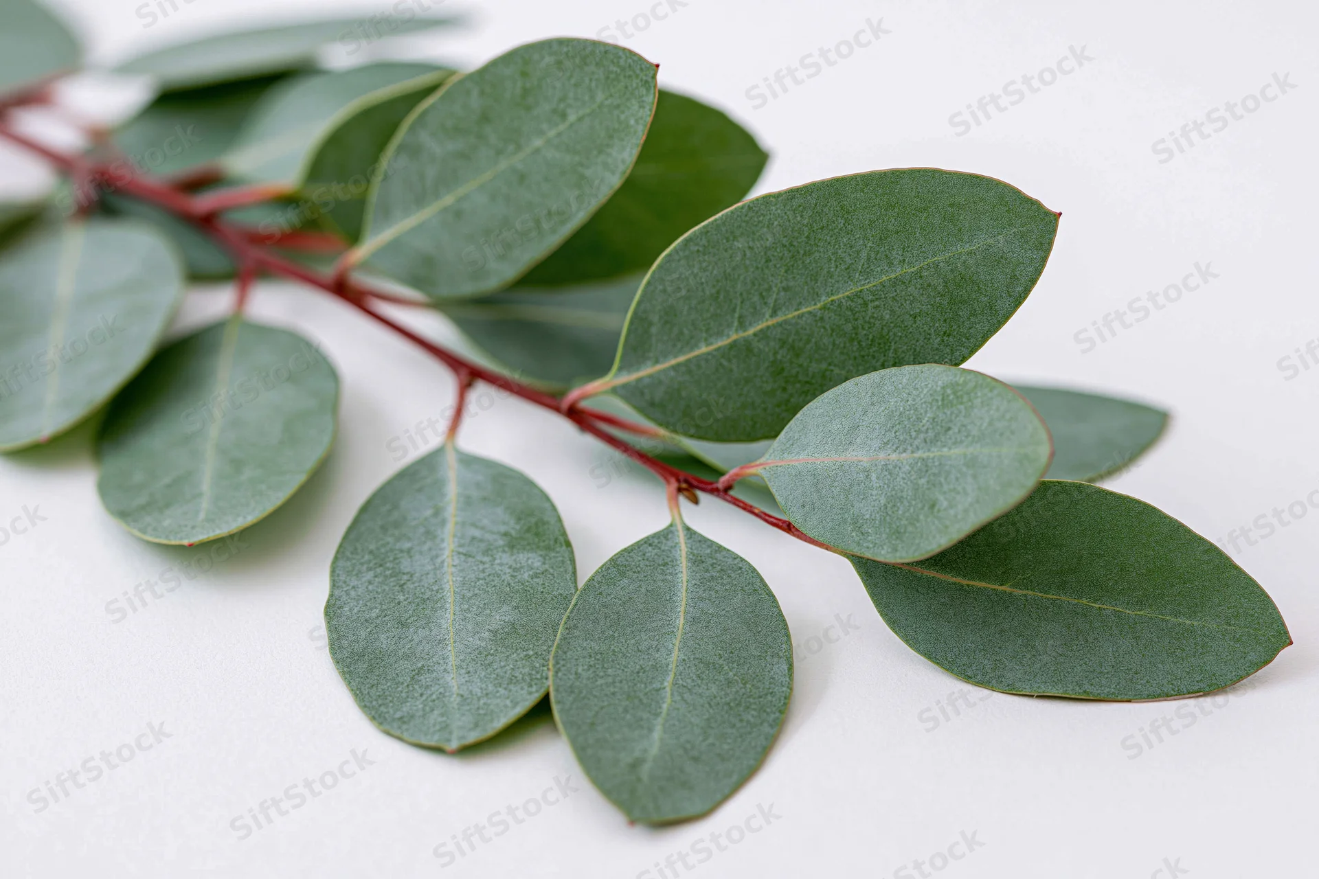 Eucalyptus branch with oval green leaves arranged on white surface
