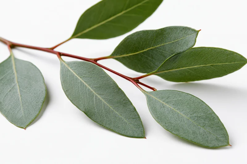 Eucalyptus branch with elongated oval leaves arranged along a stem on white background