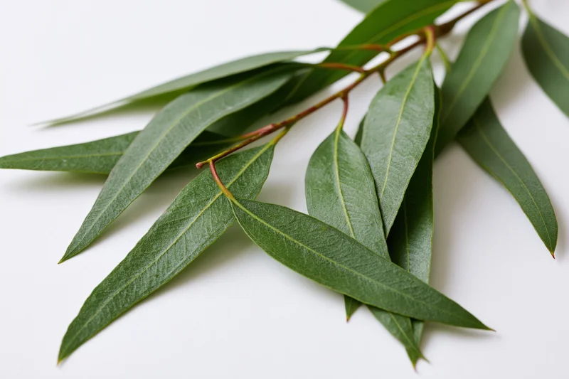 Eucalyptus branch with long narrow green leaves laid flat on white surface