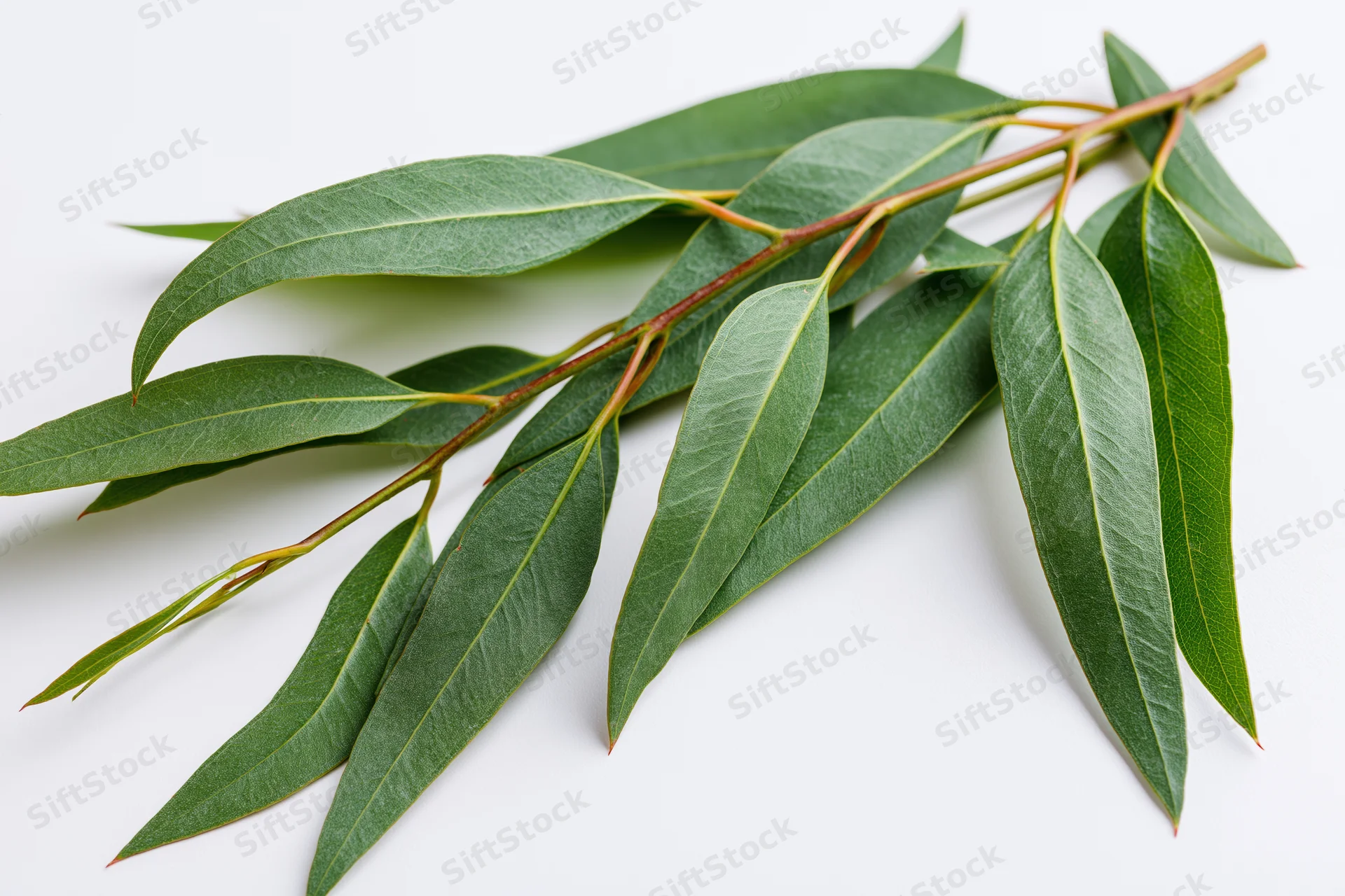Eucalyptus branch with long narrow green leaves laid flat on white background