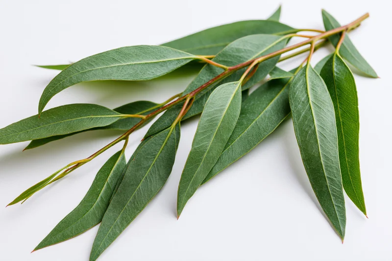 Eucalyptus branch with long narrow green leaves laid flat on white background