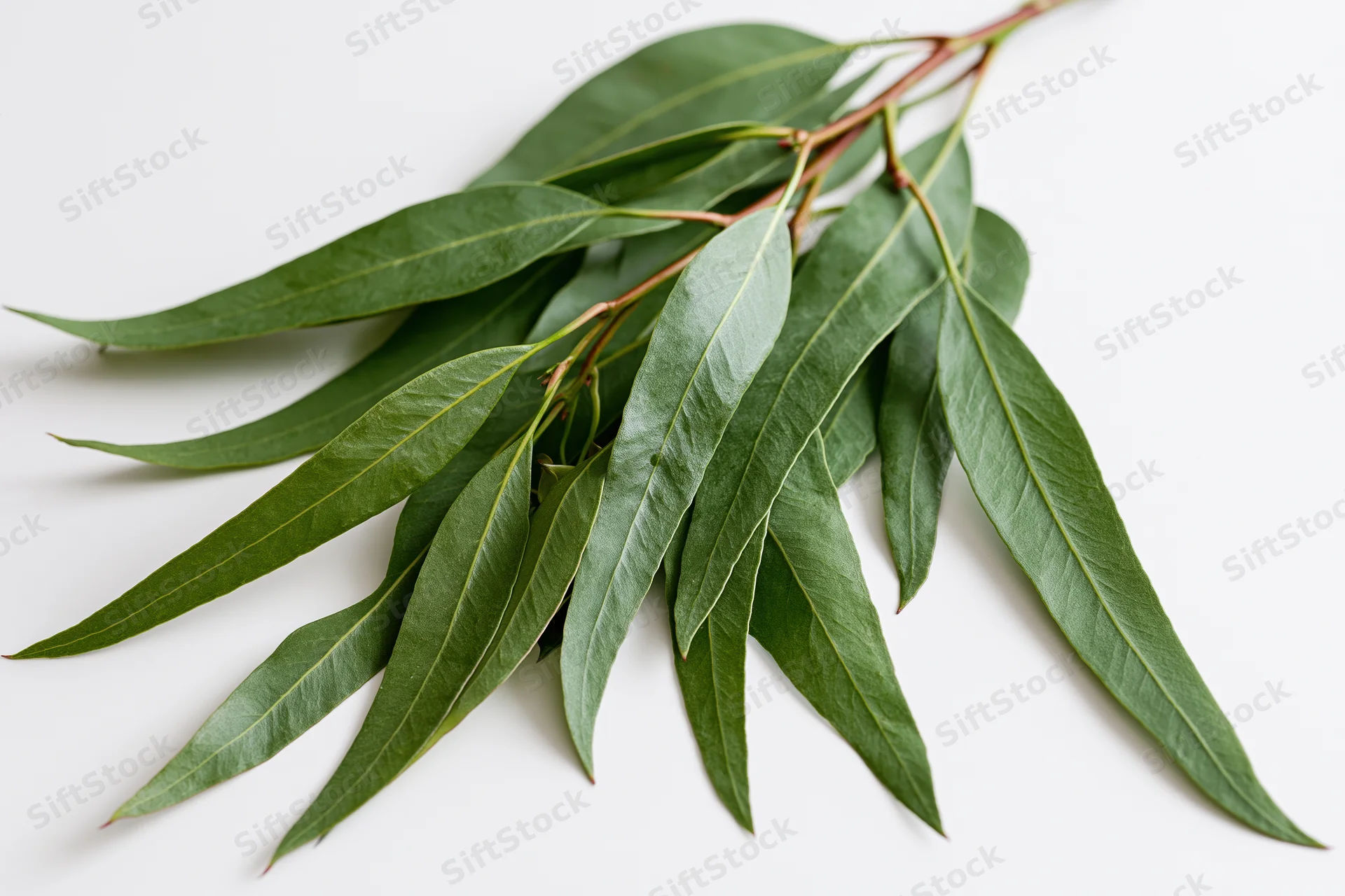 Eucalyptus branch with long narrow green leaves laid flat on white surface