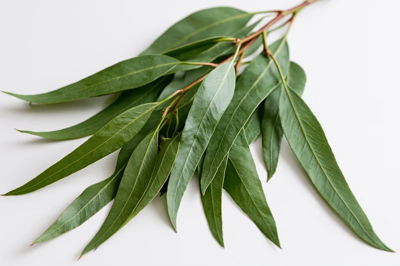 Eucalyptus branch with long narrow green leaves laid flat on white surface