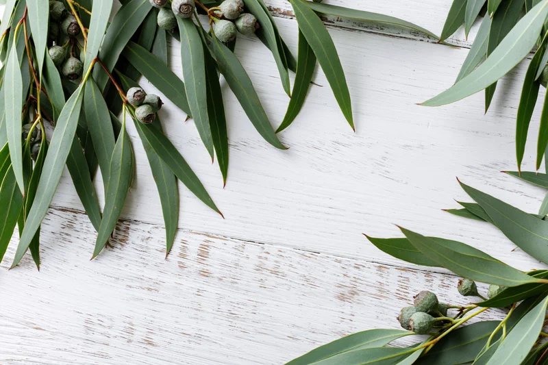 Eucalyptus branches with green leaves arranged on a white wooden surface in a flat lay composition
