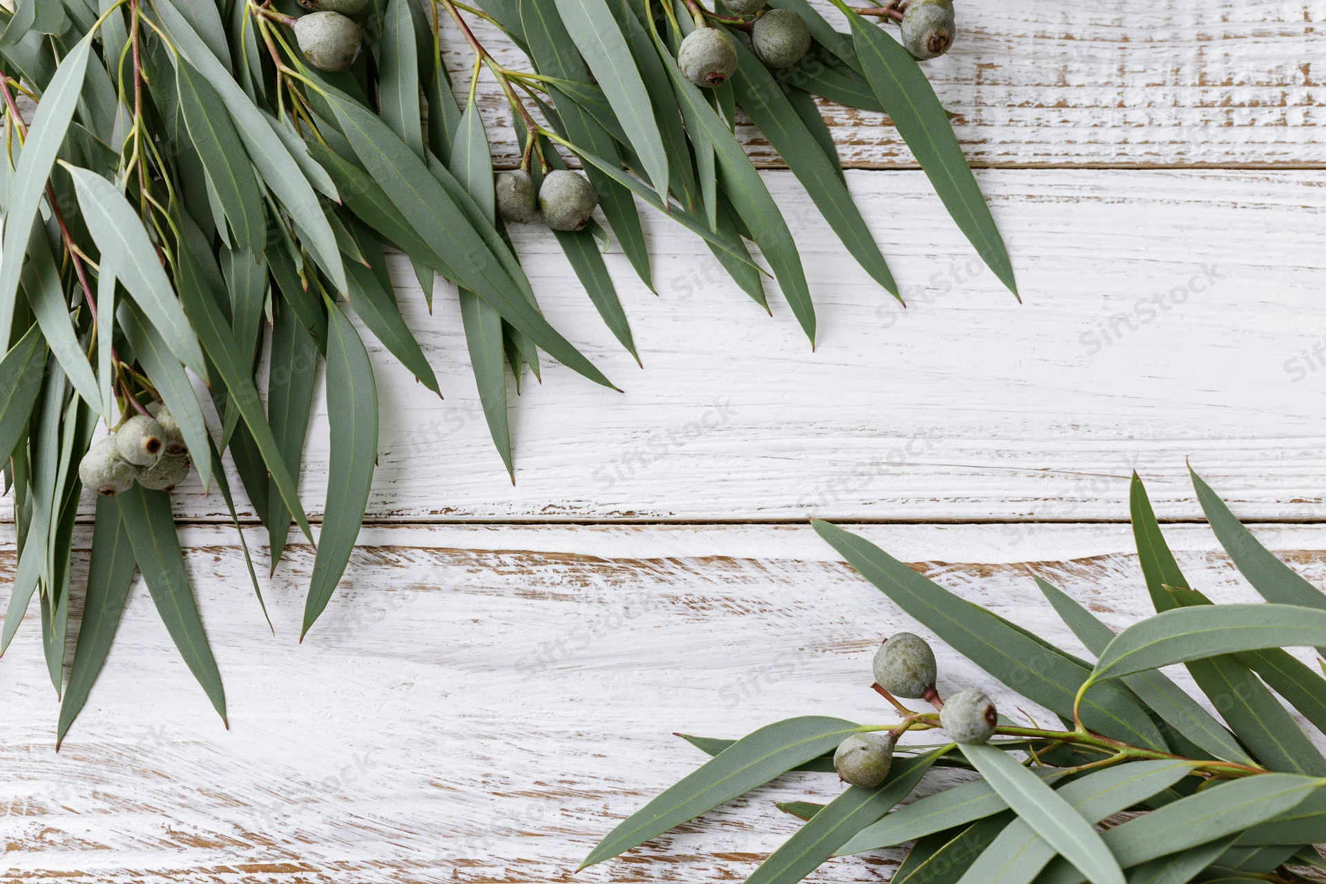 Eucalyptus branches with green leaves arranged on a white weathered wooden surface