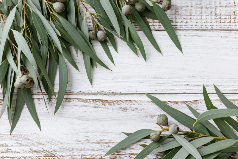Eucalyptus branches with green leaves arranged on a white weathered wooden surface