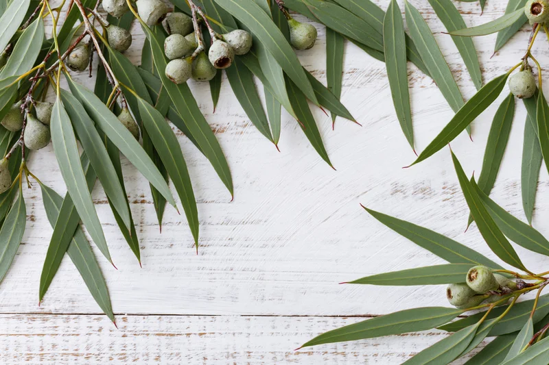 Eucalyptus branches with green leaves and small seed pods arranged on white wooden surface in flat lay composition