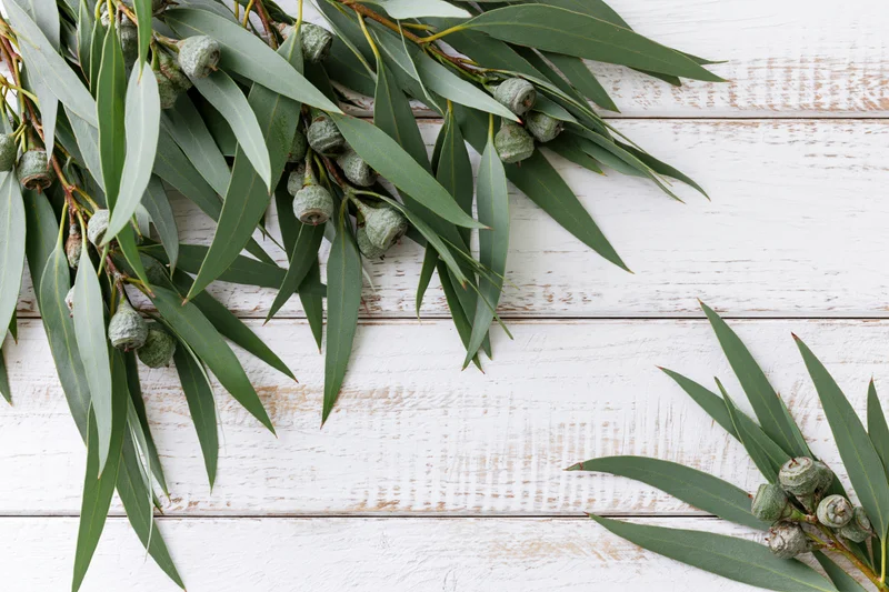 Eucalyptus branches with green leaves arranged on white wooden surface