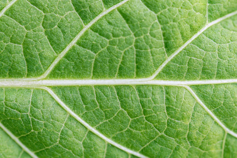 Extreme closeup of a green leaf surface showing detailed veins and texture