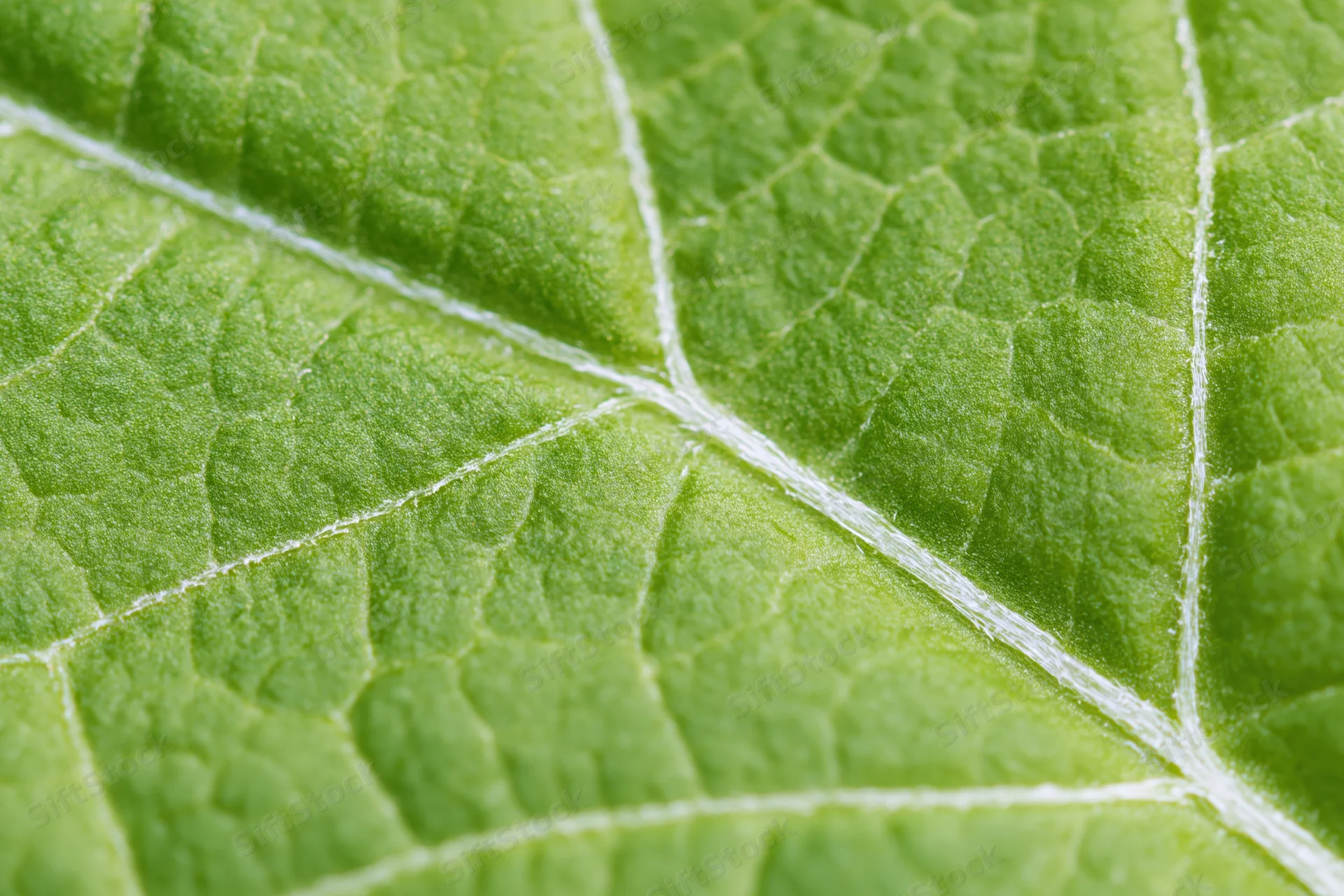 Extreme closeup of a green leaf surface showing detailed veins and texture