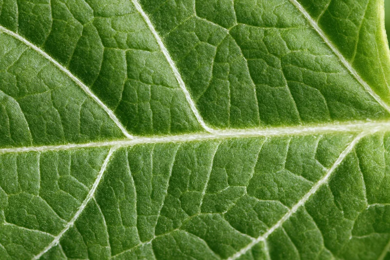 Extreme closeup of a green leaf surface showing detailed veins and texture