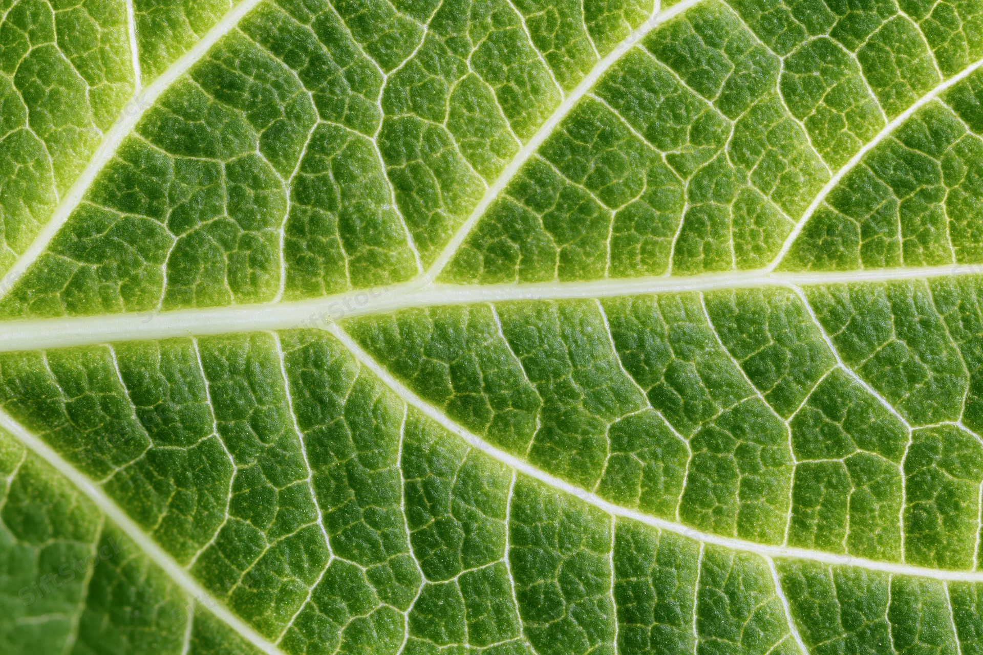 Extreme closeup of a green leaf surface showing detailed vein network and texture