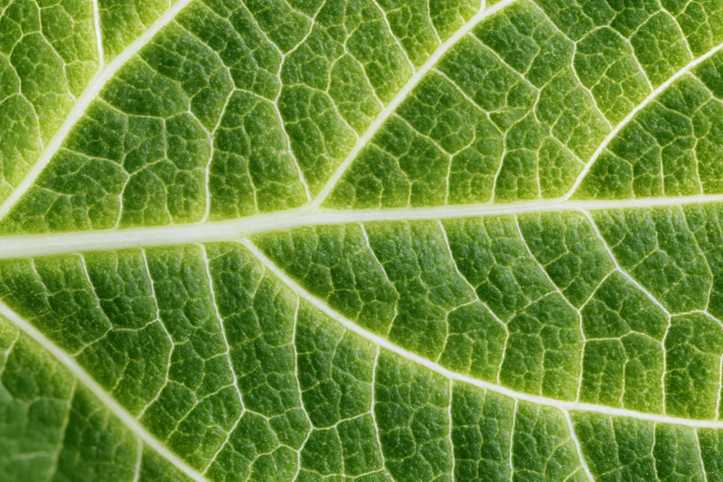 Extreme closeup of a green leaf surface showing detailed vein network and texture