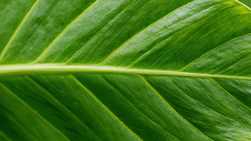 Extreme close-up of a large tropical leaf surface showing detailed veins and texture