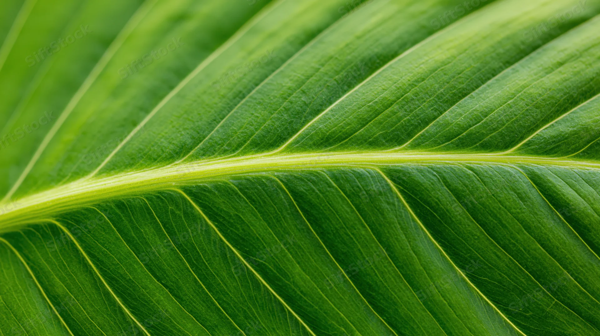 Extreme close-up of a large tropical leaf surface showing detailed veins and texture