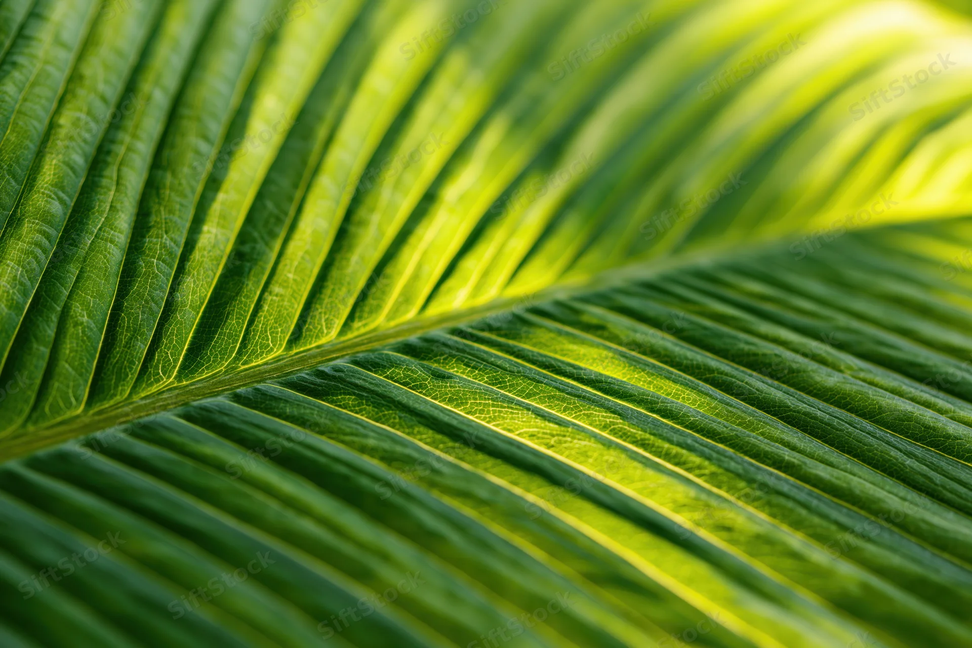 Close-up of a large tropical leaf surface showing detailed veins and texture under sunlight
