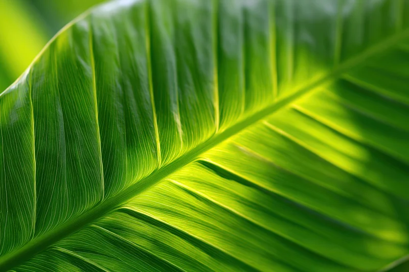 Closeup of a large tropical leaf surface showing detailed veins and vibrant green texture in natural light