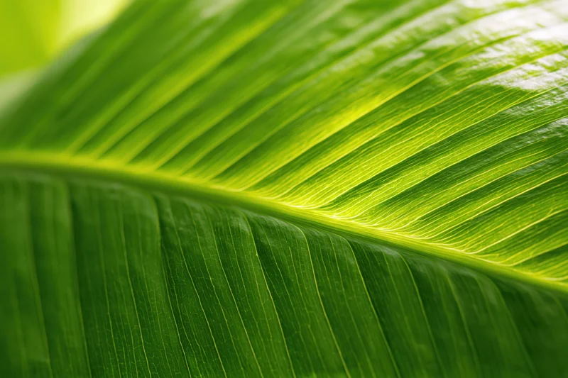 Close-up of a large tropical leaf surface showing detailed veins and texture in natural light