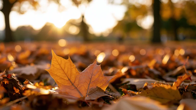 A maple leaf resting on a carpet of fallen leaves in a park at sunset