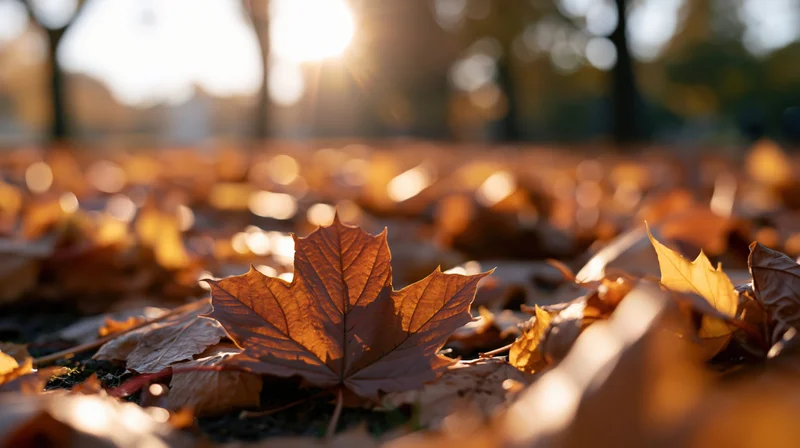 Fallen maple leaves covering park ground in autumn sunlight