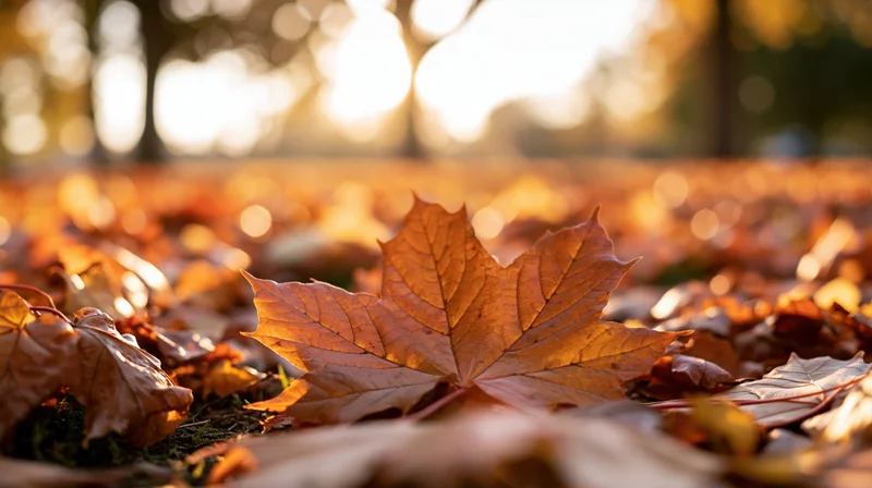 A maple leaf resting on a carpet of fallen autumn leaves in a park at golden hour