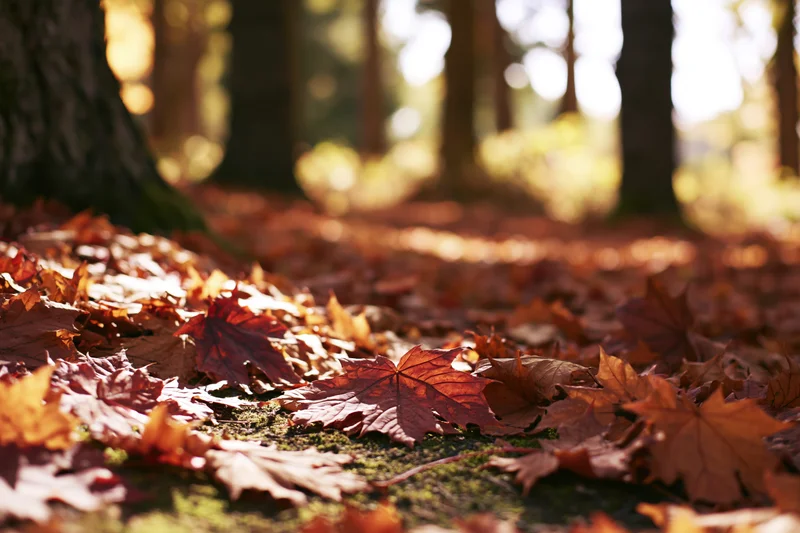Fallen autumn leaves covering forest floor at ground level with sunlight filtering through trees