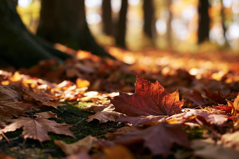 Fallen autumn leaves covering forest floor at ground level with sunlight filtering through trees