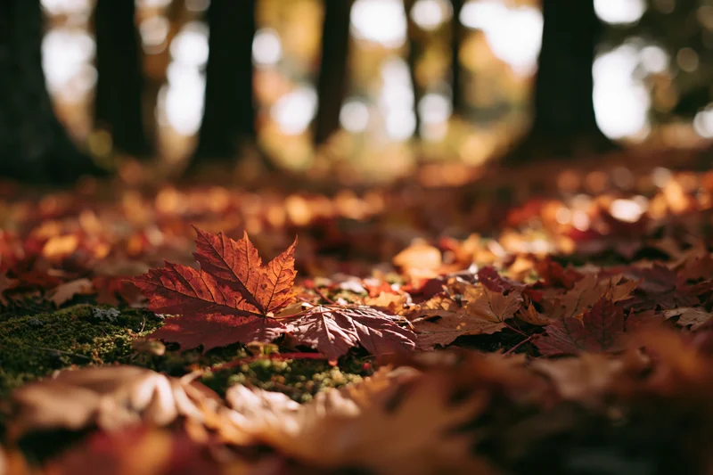 Fallen autumn leaves covering forest floor at ground level with moss and dappled sunlight