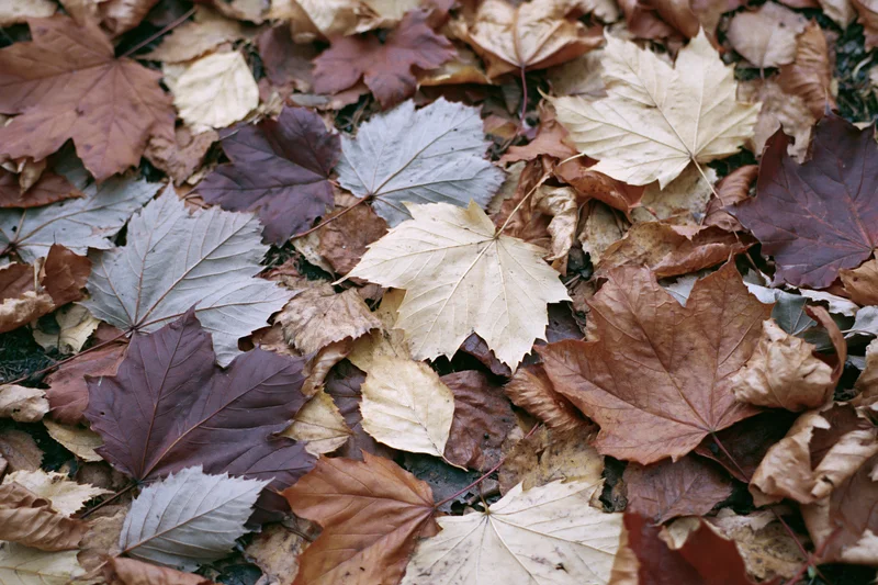 Fallen autumn leaves covering forest floor in dense overlapping layer