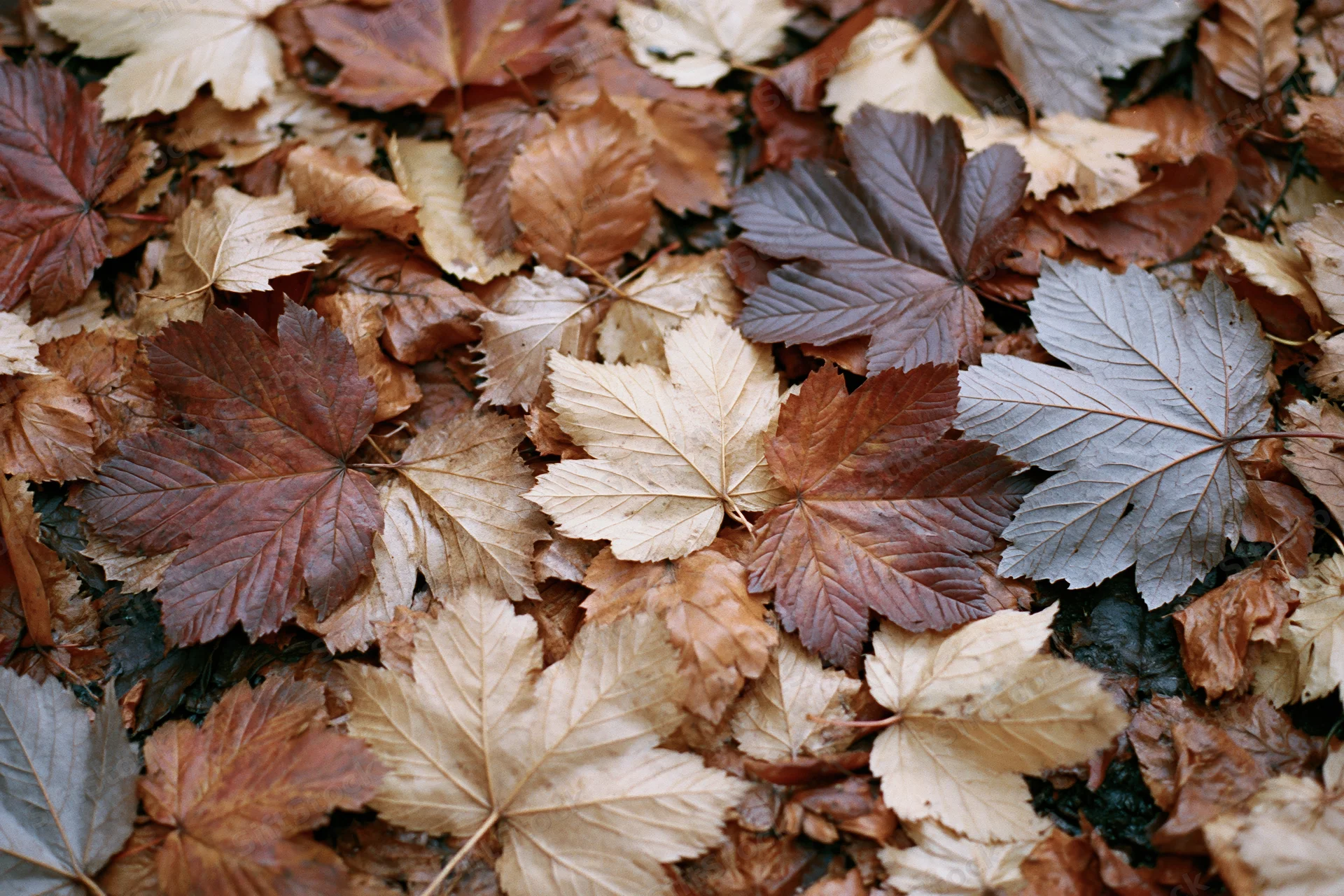 Fallen autumn leaves covering forest floor in dense overlapping layer