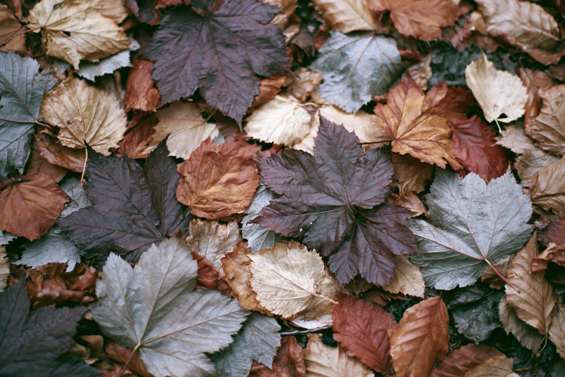 Fallen autumn leaves densely covering forest floor in natural overhead view