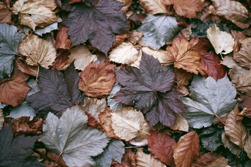 Fallen autumn leaves densely covering forest floor in natural overhead view