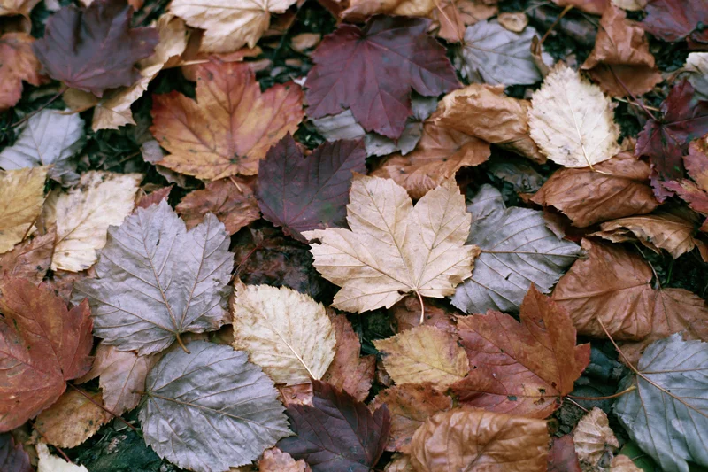 Fallen autumn leaves covering forest floor in dense overlapping layer