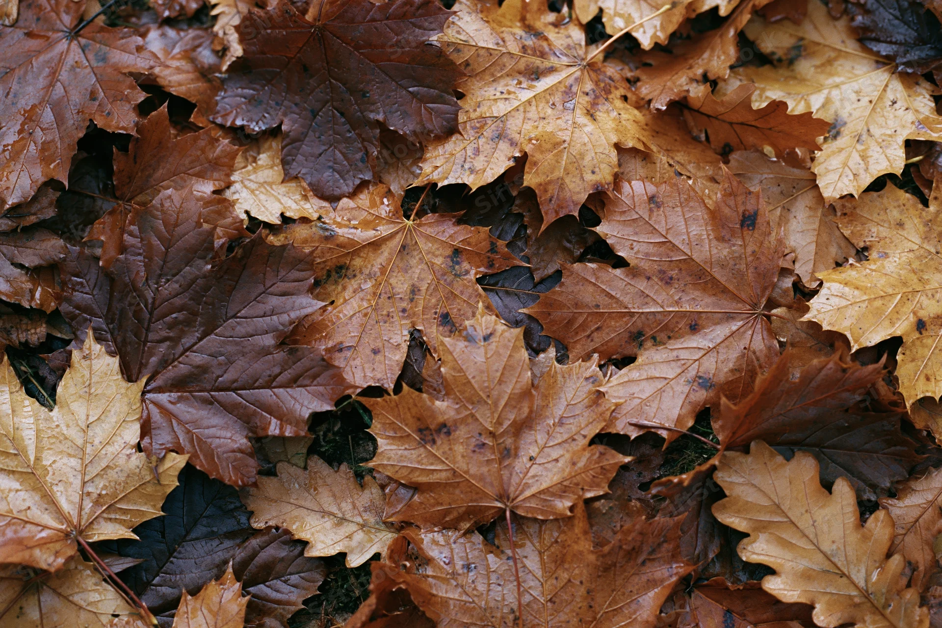 Fallen autumn leaves covering the forest floor in a dense layer