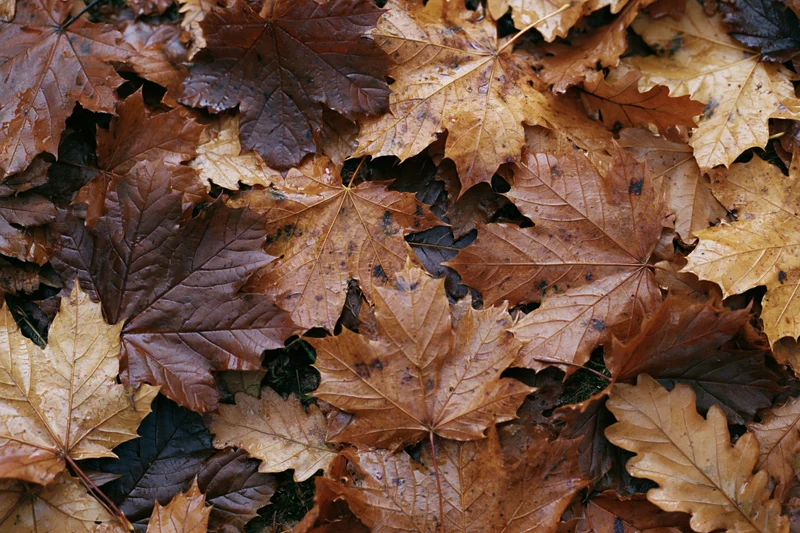 Fallen autumn leaves covering the forest floor in a dense layer