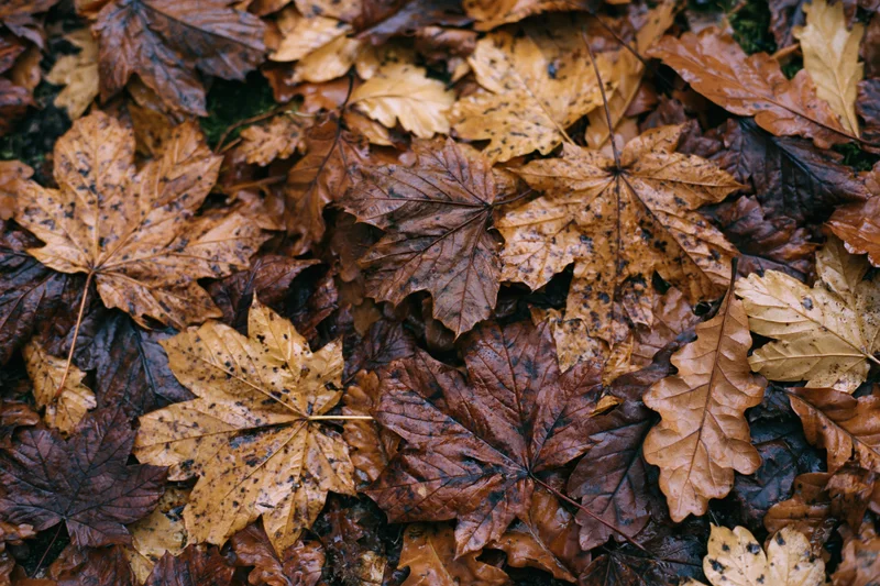 Fallen autumn leaves covering the forest floor in a dense layer