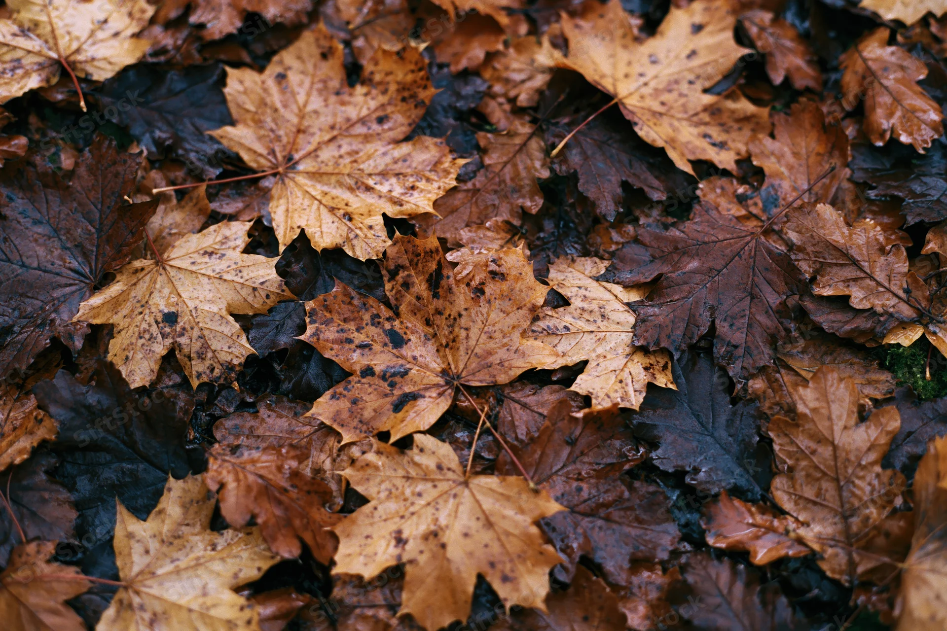 Fallen maple leaves covering the forest floor in a dense layer