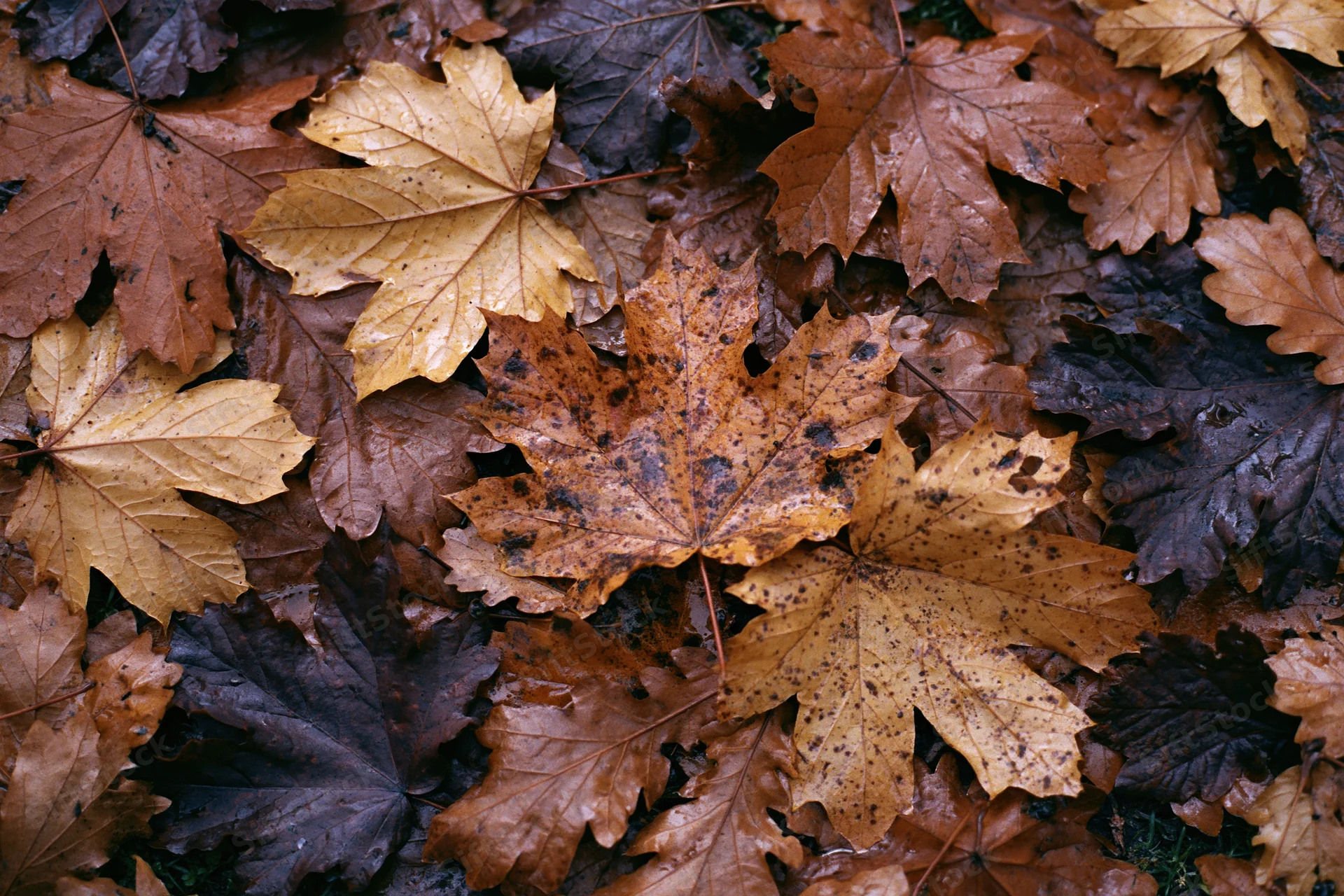 Fallen maple leaves covering forest floor in dense layer, wet and colorful, overhead view