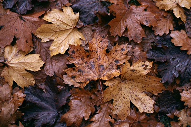 Fallen maple leaves covering forest floor in dense layer, wet and colorful, overhead view