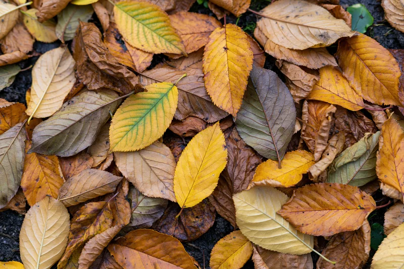 Fallen autumn leaves scattered densely on damp ground in a flat lay view