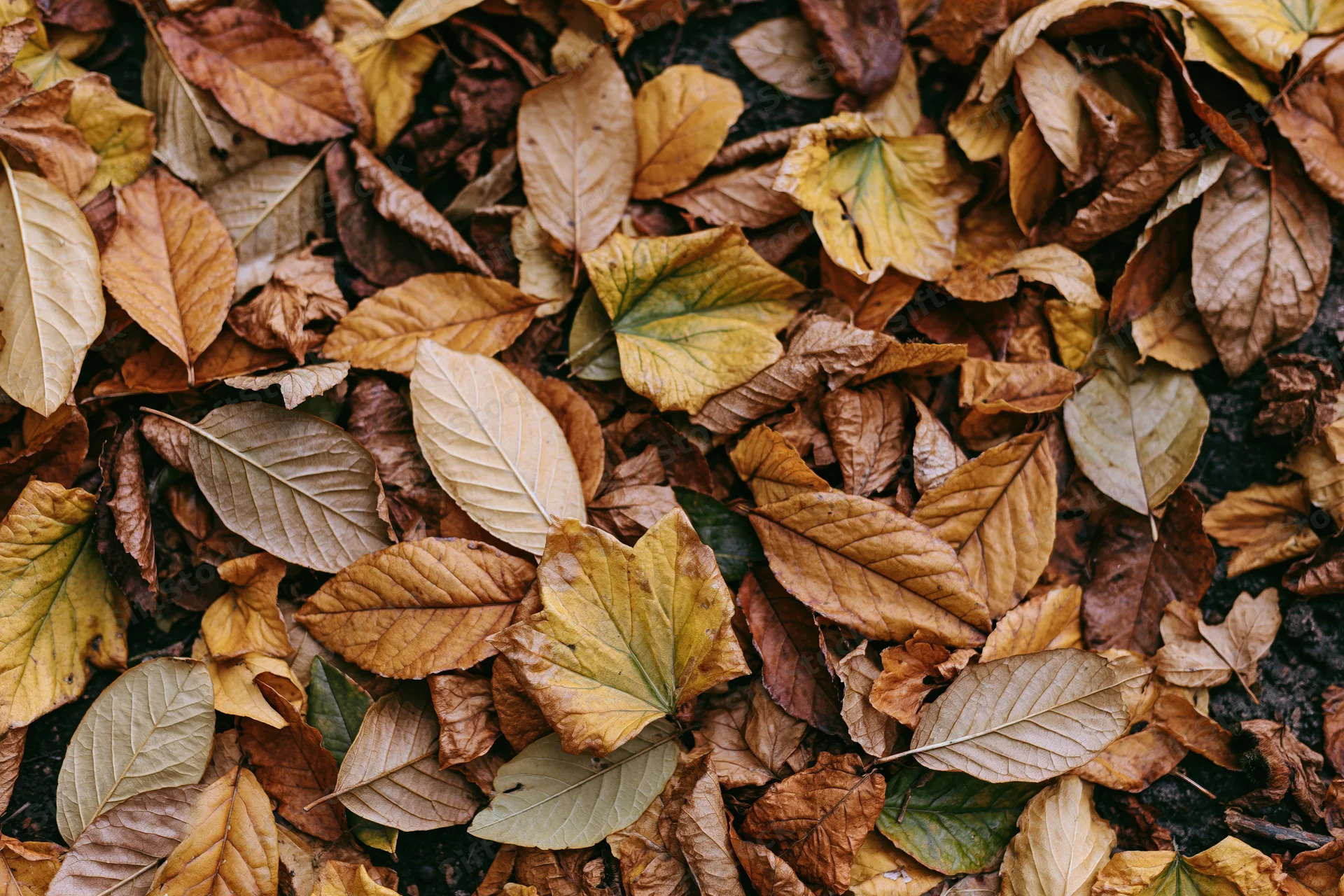 Fallen autumn leaves covering the ground in a dense flat lay, overhead view